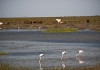 Doñana: aguas claras, gestión oscura