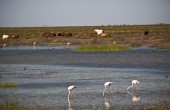 Doñana: aguas claras, gestión oscura