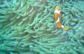 Gran Barrera de Coral: acosando a Nemo