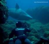Con el tiburón toro en aguas de El Hierro. Canarias. 