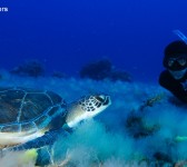 Con la tortuga verde en aguas de El Hierro. Canarias. 