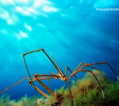 Imagen de www.theoceanbrothers.com