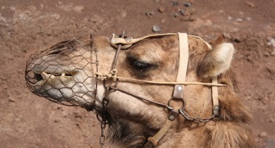 El camello Andrés, un animal jorobado