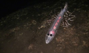 Fantasía en el mar de Canarias