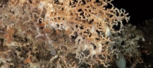 Coral de cristal identificado por oceana.org en aguas de Canarias.