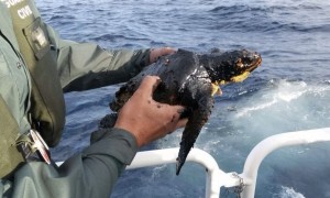 Piches y trapiches del Oleg Naydenov