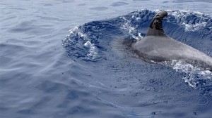 Imagen de un delfín afectada por el fuel (Greenpeace).